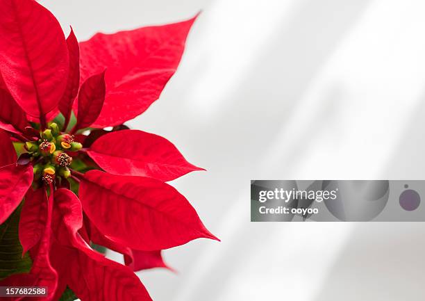 poinsettia - poinsettia stock pictures, royalty-free photos & images