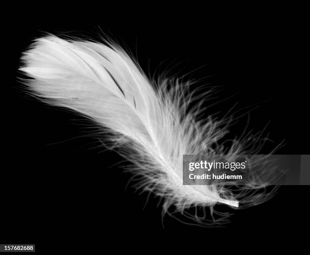 white feather isolated on a black background - geese flying stock pictures, royalty-free photos & images