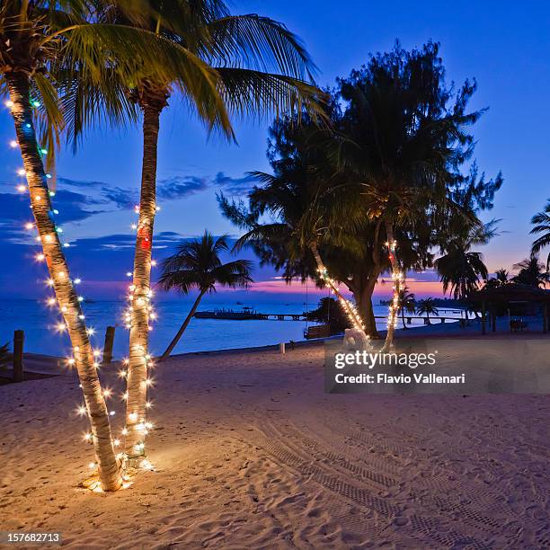 christmas on the beach, cayman islands - palm tree lights stock pictures, royalty-free photos & images