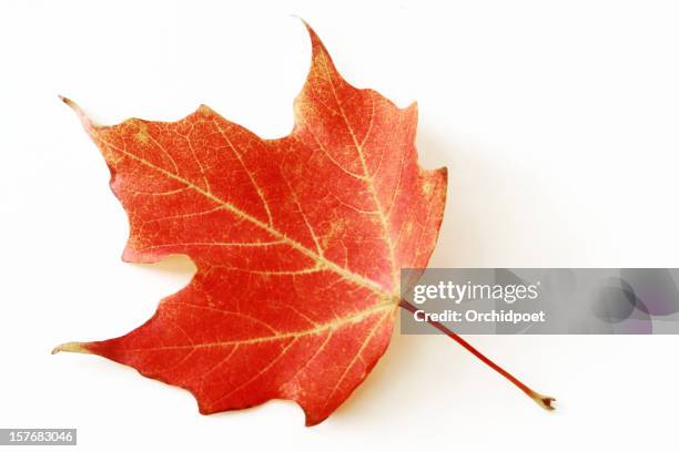 rotes ahornblatt auf zucker - herbstlaub stock-fotos und bilder