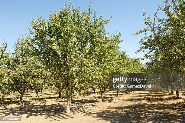 almond orchard with fruit on trees - almond orchard stock pictures, royalty-free photos & images