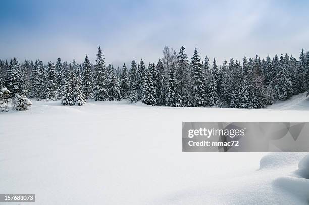 winter landscape with snow and trees - winter panoramic stock pictures, royalty-free photos & images