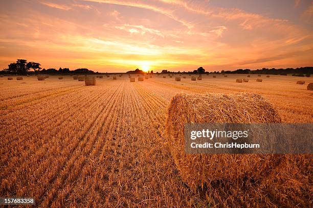 hay bale sunset - bale stock pictures, royalty-free photos & images