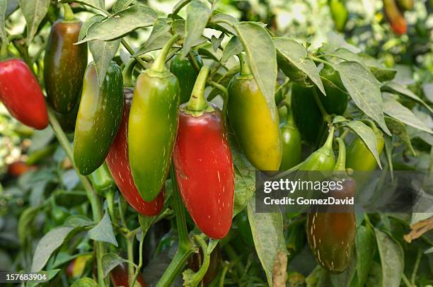 close-up of jalapeno chili peppers ripening on plant - jalapeño stockfoto's en -beelden