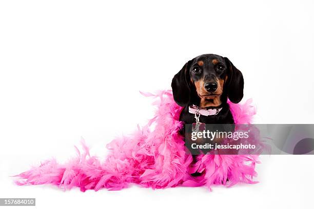 pretty in pink dachshund. dog humor dress up - feather boa stock pictures, royalty-free photos & images