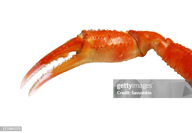 claw of a crab - klauw-lichaamsdeel-van-dieren stockfoto's en -beelden