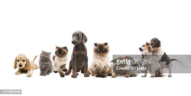 group portrait of pets - tamdjur bildbanksfoton och bilder