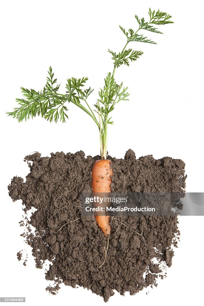 Carrot Pflanze im Boden