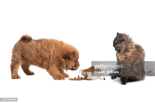 share - feeding cat stock pictures, royalty-free photos & images