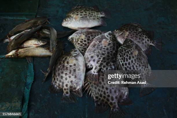 fishes - khulna stock pictures, royalty-free photos & images