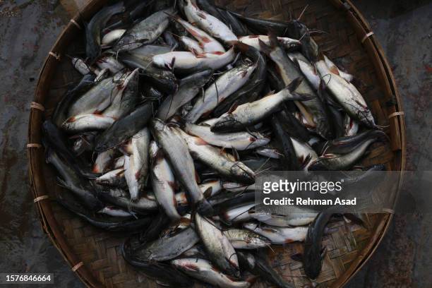 fishes on basket - khulna stock pictures, royalty-free photos & images