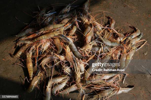 shrimps for sale - khulna stock pictures, royalty-free photos & images