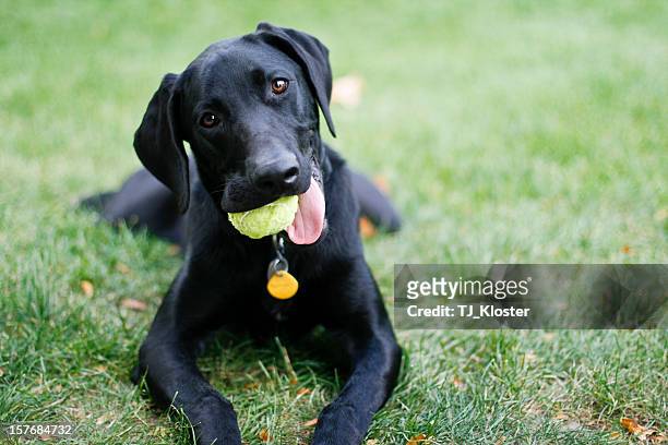 weimador hund - lawn tennis stock-fotos und bilder