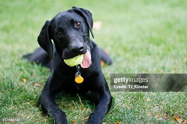 weimador dog - dogs playing ball stock pictures, royalty-free photos & images