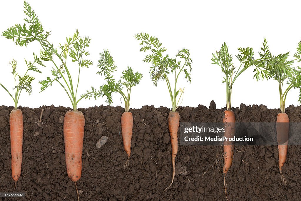 Carrot plant in soil