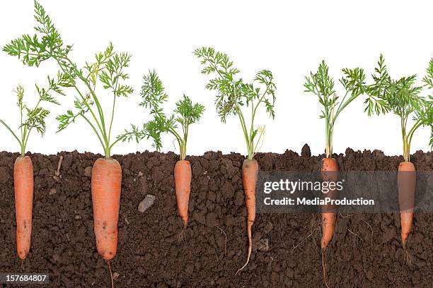 carrot plant in soil - carrot stockfoto's en -beelden