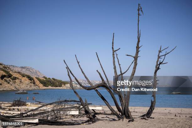 The charred remains of a tree stands on Glistra beach on July 28, 2023 in Lardos, Rhodes, Greece. The popular beach was ravaged by wildfire that also...