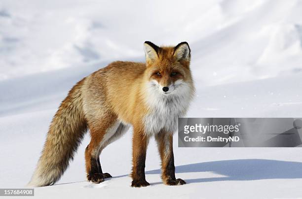 fox schneewehe. - red fox stock-fotos und bilder