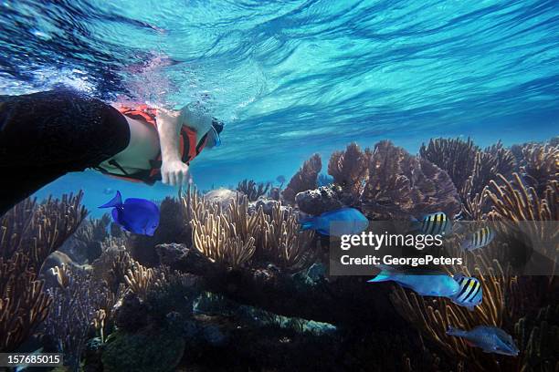 con esnórquel y con peces de arrecife del caribe - cancun fotografías e imágenes de stock