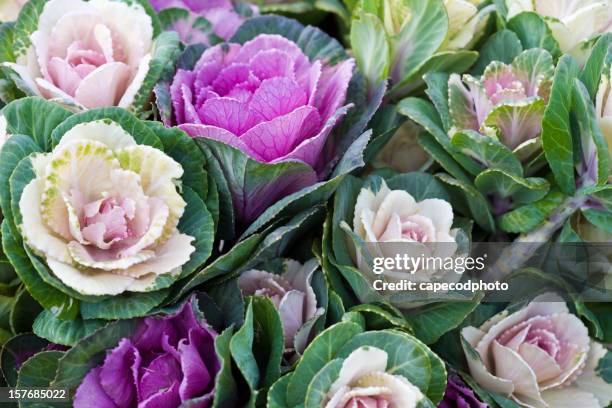 specialty cut kale - cabbage stock pictures, royalty-free photos & images
