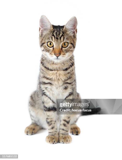 carino gatto - gatto soriano foto e immagini stock
