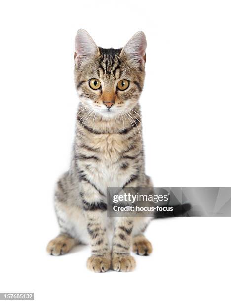 cute cat - tabby cat stock pictures, royalty-free photos & images