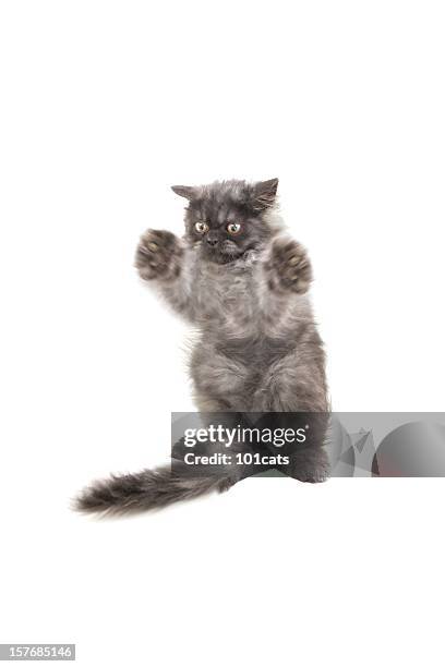 defensive - cats fighting stock pictures, royalty-free photos & images