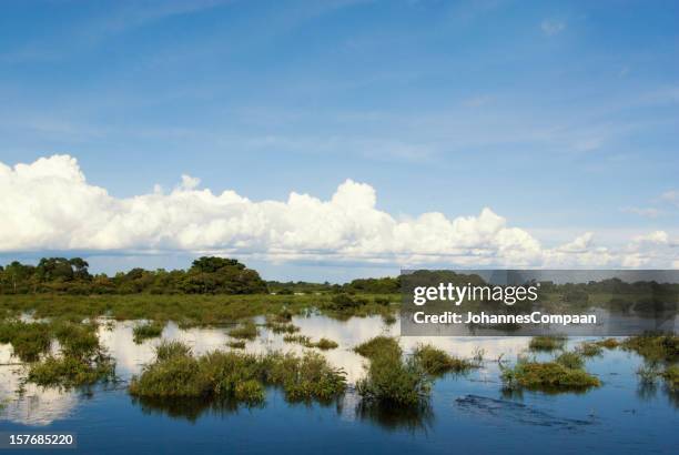 pantanal-feuchtgebiet, brasilien - pantanal wetlands stock-fotos und bilder