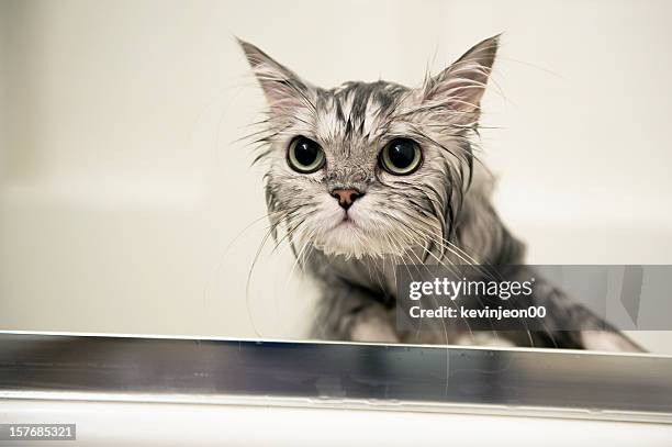 wet cat - wet cat stock pictures, royalty-free photos & images