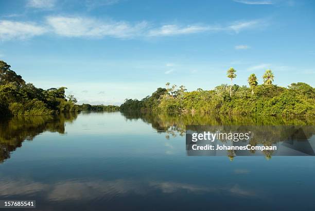 pantanal-feuchtgebiet, brasilien - bayou stock-fotos und bilder