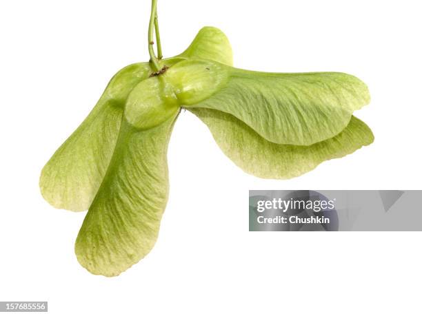 maple - esdoorn stockfoto's en -beelden