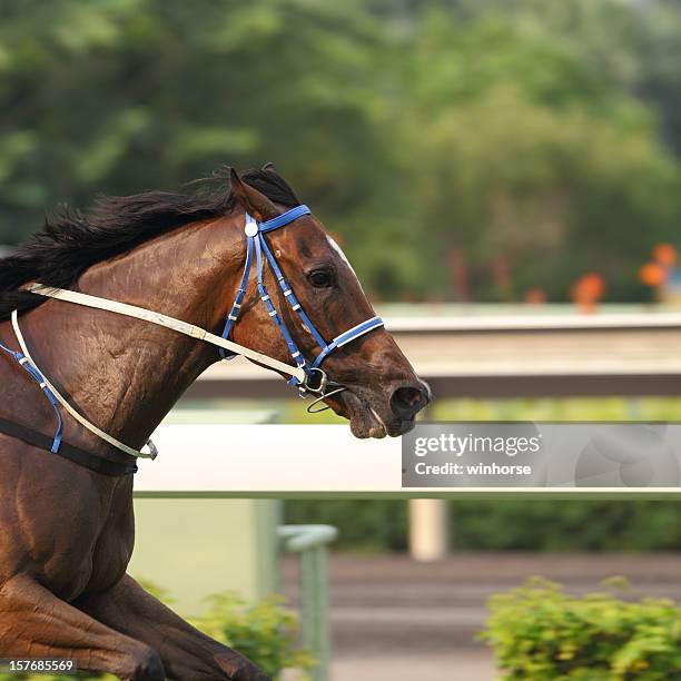 a shot of the front half of a horse racing outdoors  - racehorse stockfoto's en -beelden
