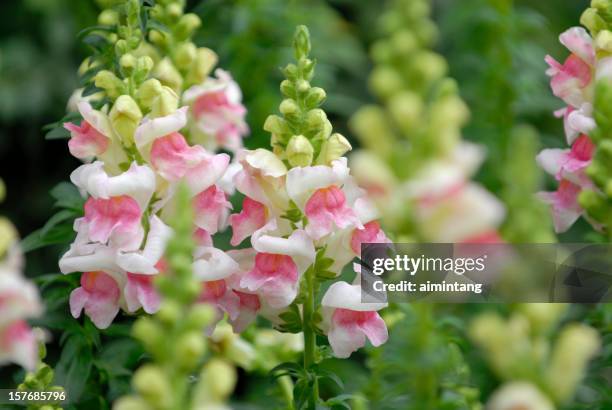 snapdragon - snapdragon stock pictures, royalty-free photos & images