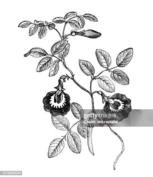 old engraved illustration of botany, asian pigeonwings, bluebellvine, blue pea, butterfly pea, cordofan pea or darwin pea, a plant species belonging to the family fabaceae, endemic and native to the indonesian island of ternate (clitoria ternatea) - clitoria - fotografias e filmes do acervo