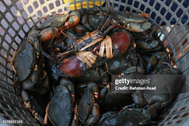 crabs for sale - khulna stock pictures, royalty-free photos & images