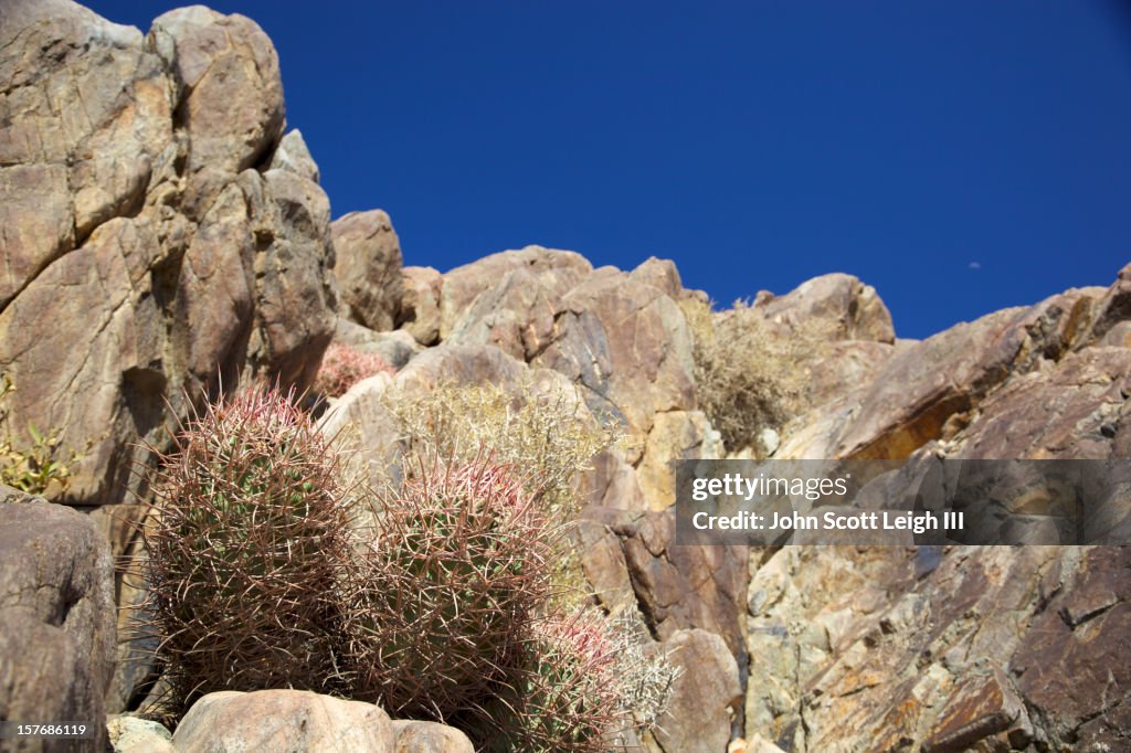 Cactus in the Rocks