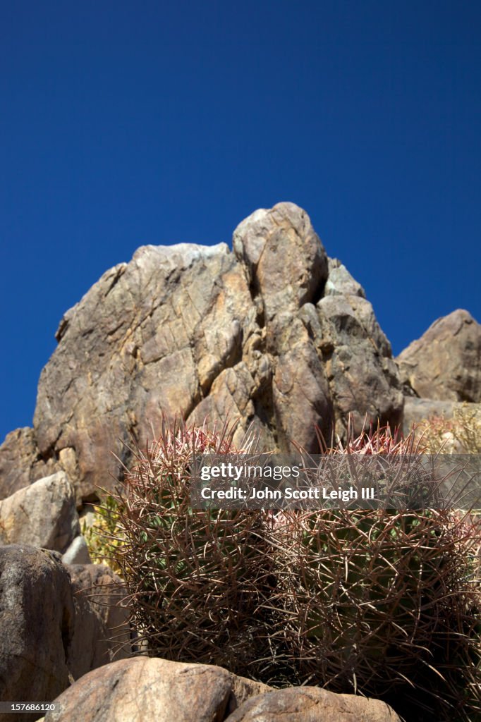 Cactus in the Rocks