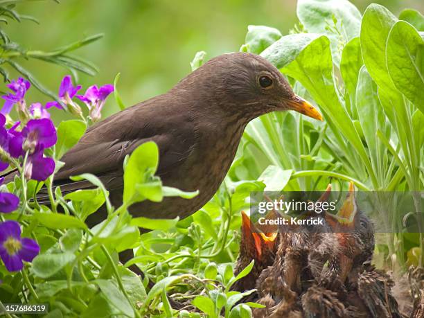 hungry blackbird babys - 7 days old - birds nest stock pictures, royalty-free photos & images