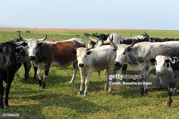 nguni cattle - nguni cattle stock pictures, royalty-free photos & images