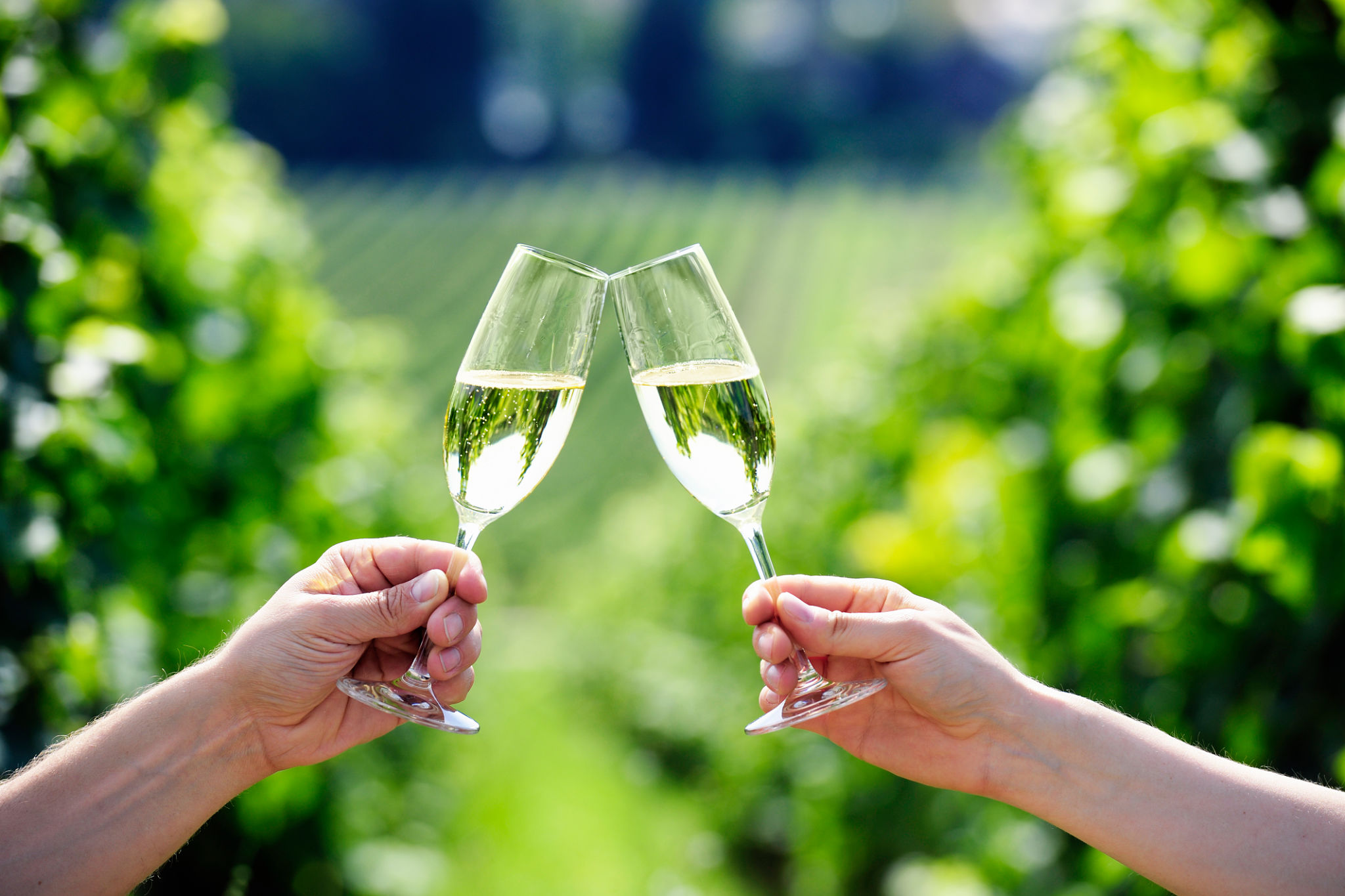 prosecco vineyard
