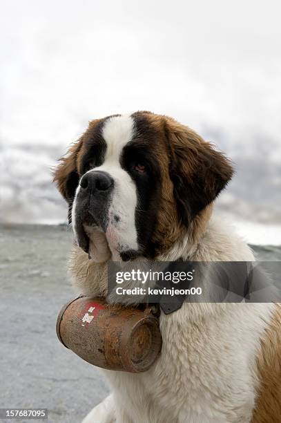 bernhardiner hund - rettungshund stock-fotos und bilder