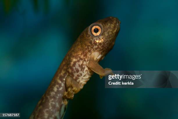 macro de tadpoles en un acuario - renacuajo fotografías e imágenes de stock