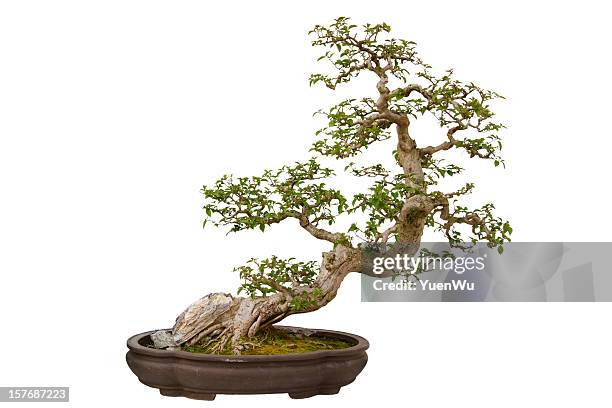 papierblumen (bougainvillea glabra) bonsai - bonsai stock-fotos und bilder