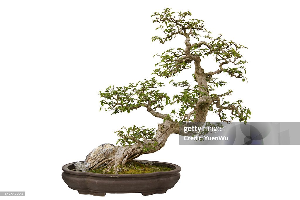 Fiore di carta (Buganville glabra) bonsai