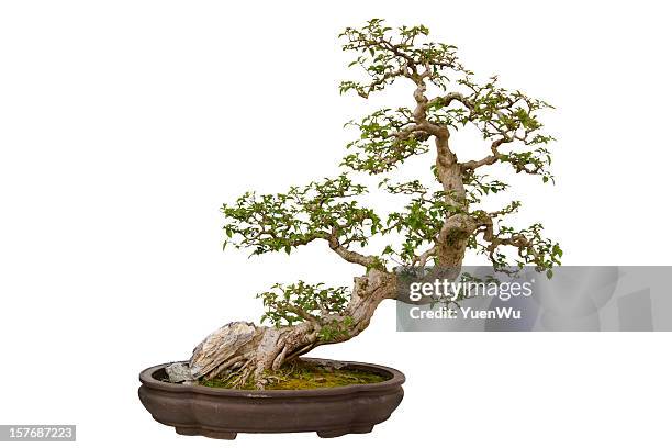 flor de papel (bougainvillea glabra) bonsai - bonsai tree - fotografias e filmes do acervo