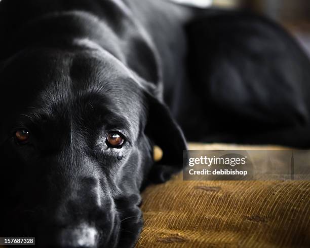 sad dog - teardrop stockfoto's en -beelden