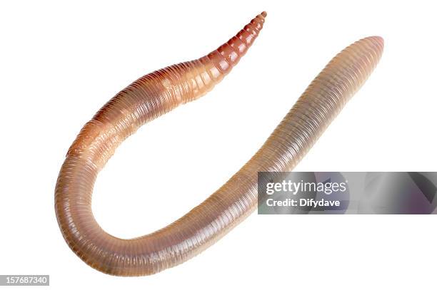 regenwurm, isoliert auf weiss - earthworm stock-fotos und bilder