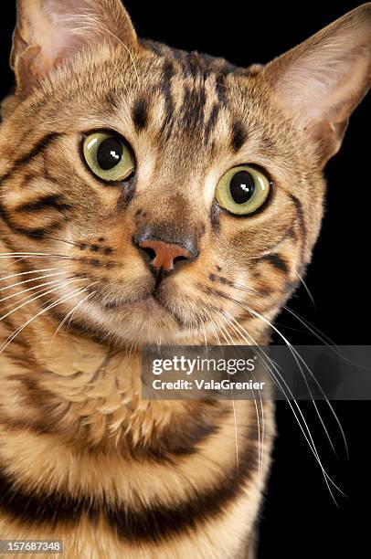 bengal cat, closeup. - bengal cat stock pictures, royalty-free photos & images