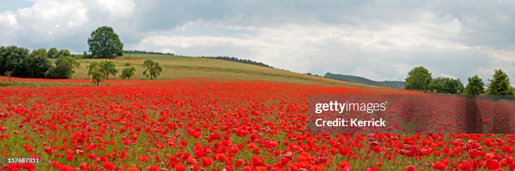 Red poppy field under cloudy sky - panorama