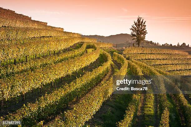 vista do pôr-do-sol sobre a paisagem do vinhedo, no norte da itália - friuli venezia giulia - fotografias e filmes do acervo